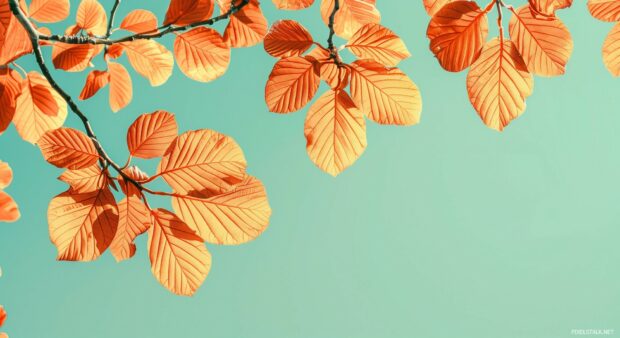 Aesthetic fall leaves against a plain sky.