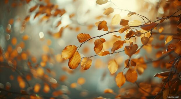 Aesthetic fall leaves in a soft light.