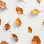 Aesthetic fall leaves on a white surface.