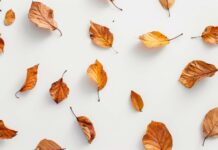 Aesthetic fall leaves on a white surface.