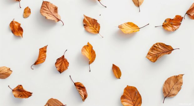 Aesthetic fall leaves on a white surface.