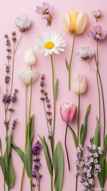 Aethetic spring flowers like daisies, tulips, and lavender, scattered on a soft blush pink background.