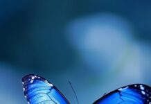 An Aesthetic blue butterfly HD wallpaper.