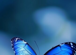 An Aesthetic blue butterfly HD wallpaper.