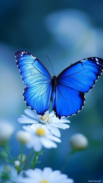 An Aesthetic blue butterfly HD wallpaper.