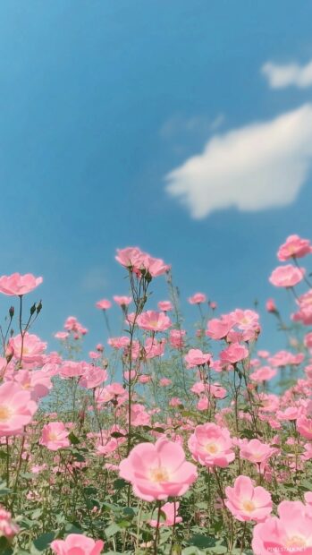 An Aesthetic field of wild pink roses swaying gently in the breeze under a bright blue sky.