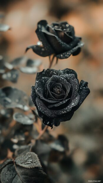 An artistic shot of black roses with dew droplets glistening on their petals.