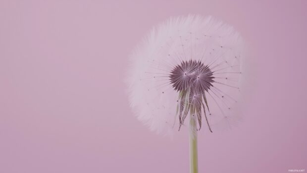 An elegant dandelion puff blowing in the wind on a soft, pastel colored background, minimal yet refined.