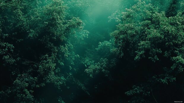 An understated forest green wallpaper HD for desktop with a soft, textured appearance, providing a polished and sophisticated aesthetic.