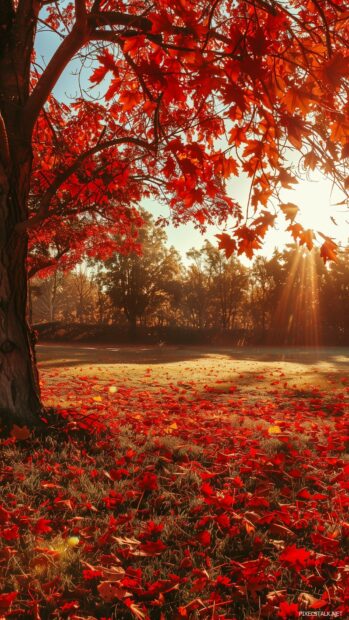 Autumn field with red maple trees, scattered leaves, Android HD wallpaper.