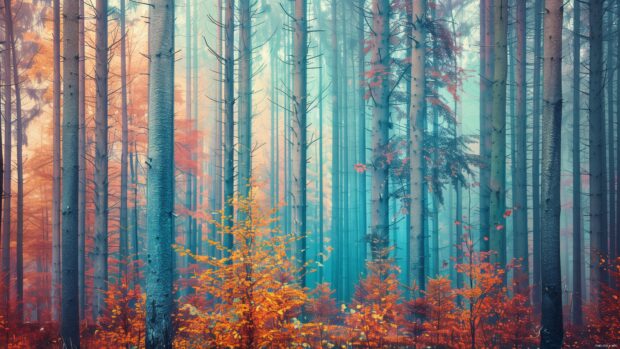 Autumn forest 4K wallpaper with tall trees and colorful foliage.