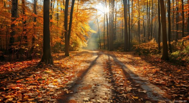 Autumn forest with sunlight casting long shadows.