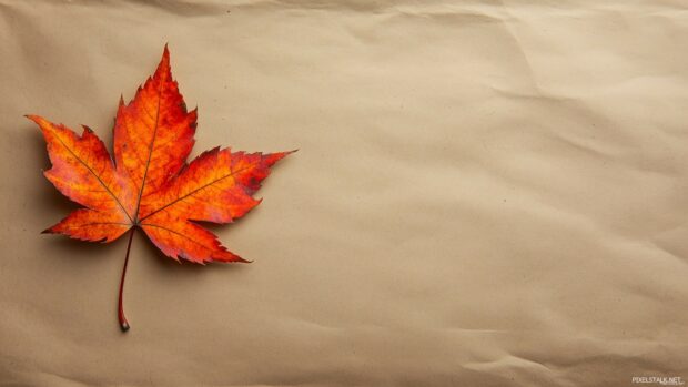 Autumn leaf at the left corner on a plain, 4K wallpaper.