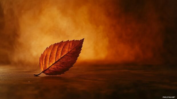 Autumn leaf at the left corner on a plain, HD wallpaper.