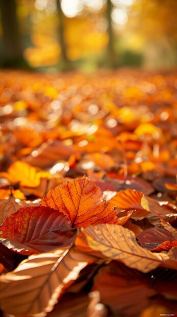 Autumn leaves in a peaceful garden.