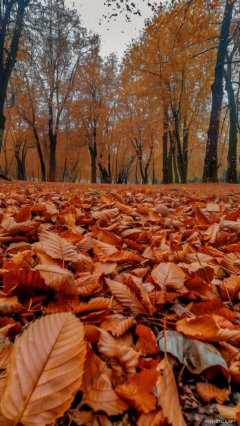 Autumn leaves in a scenic park.