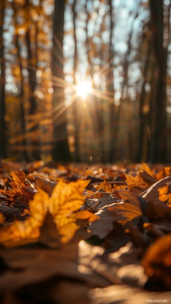 Autumn leaves in a sunlit forest.