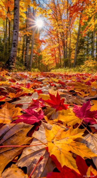 Autumn leaves in a vibrant forest, phone wallpaper for iPhone.