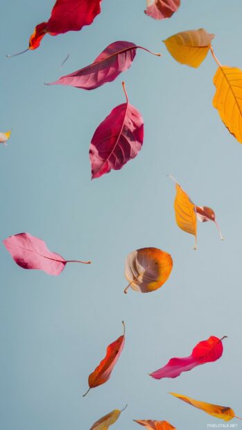 Autumn leaves in various colors falling gently against a clear sky.