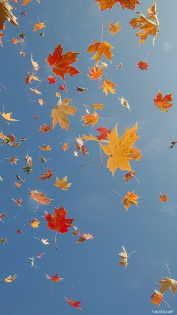 Autumn leaves in various colors falling gently against a clear sky, mobile wallpaper.