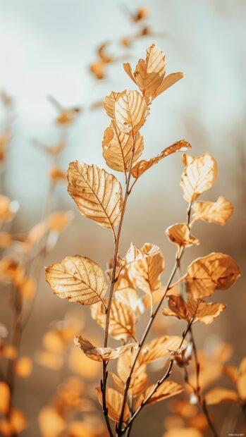 Autumn phone wallpaper with golden fall leaves against a clear sky.