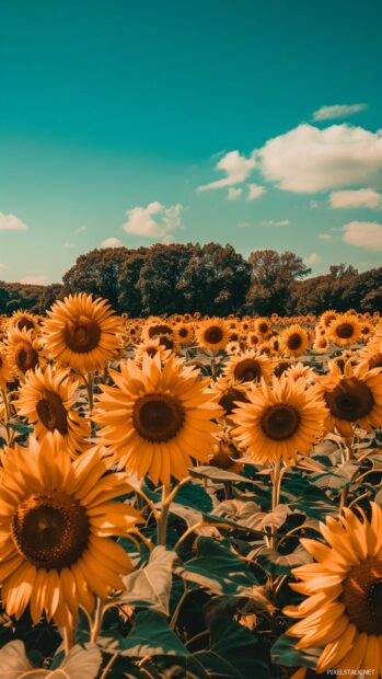 Autumn sunflower field, golden blooms under a clear blue sky, Android wallpaper.