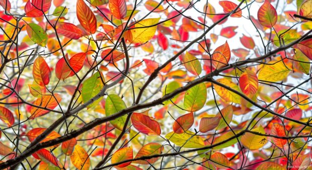 Autumn tree wallpaper with close up of fall tree branches with colorful leaves.