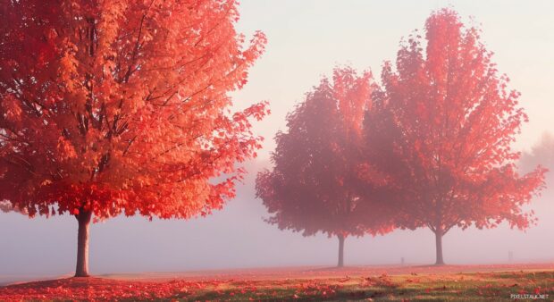 Autumn trees desktop background with misty morning light.