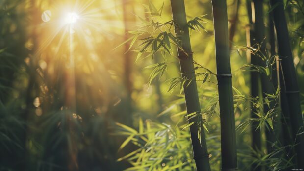 Bamboo forest with sunlight filtering through, serene and peaceful atmosphere.