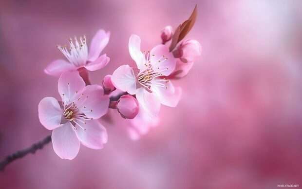 Beautiful close up of cherry blossoms with a blurred background, perfect for a peaceful and nature inspired wallpaper.