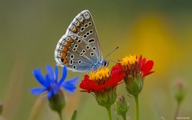 Best Laptop HD Wallpaper with Close up of a butterfly resting on a colorful wildflower in a meadow.