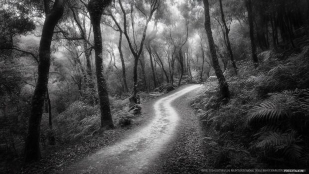 Black Wallpaper HD 1920×1080 with a classic black and white forest landscape featuring a winding path through dense foliage.