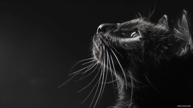 Black cat Wallpaper HD 1920×1080.