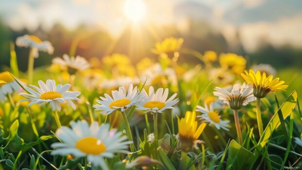 Blooming spring flowers in a meadow.