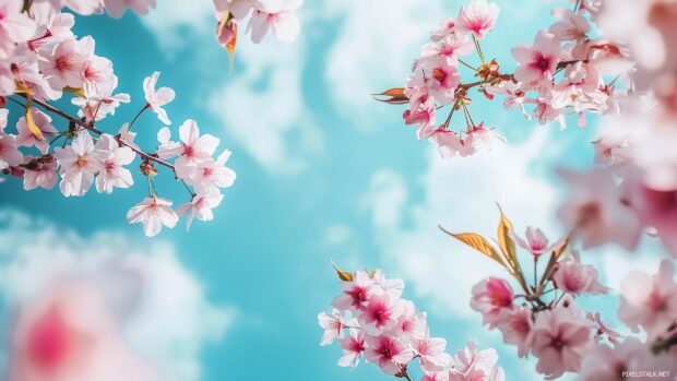 Blossoming spring flowers with a blue sky backdrop (2).