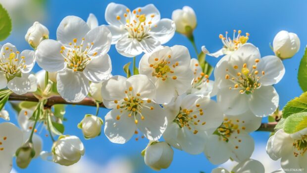 Blossoming spring flowers with a blue sky backdrop.