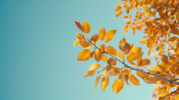 Bright autumn leaves against a plain sky, 4K wallpaper.