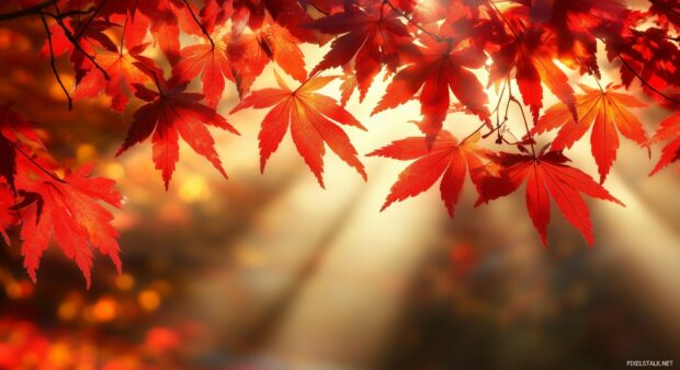 Bright autumn morning in a forest, sunlight breaking through the mist and illuminating the fiery red and orange leaves on the trees.