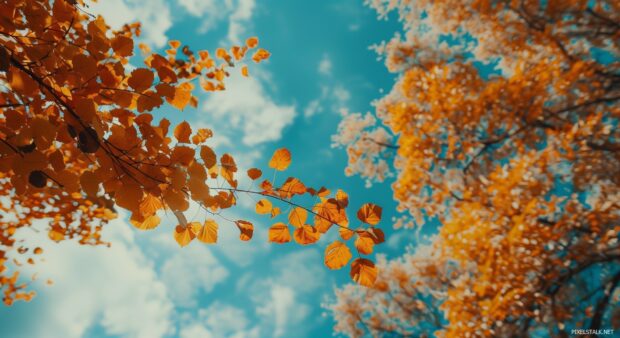 Bright fall leaves against a plain sky (2).