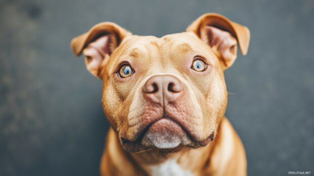 Close up of a Pitbull dog wallpaper HD for desktop.