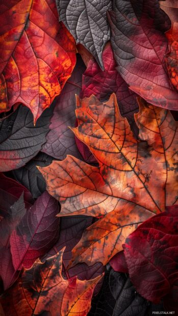 Close up of cute fall leaves with detailed textures and veins.