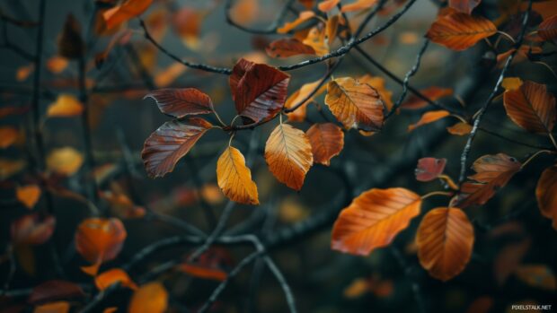 Close up of fall tree branches with colorful leaves.