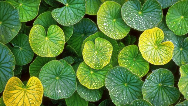 Close up of vibrant, dew covered tropical leaves in the morning light, with rich greens and detailed textures.