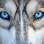 Close up portrait of a Husky dog with piercing blue eyes.