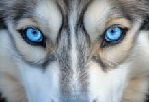 Close up portrait of a Husky dog with piercing blue eyes.