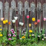 Colorful spring flowers by a wooden fence.