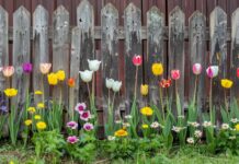 Colorful spring flowers by a wooden fence.