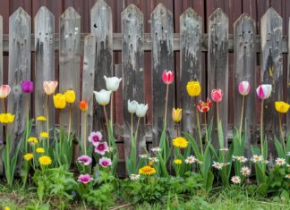 Colorful spring flowers by a wooden fence.