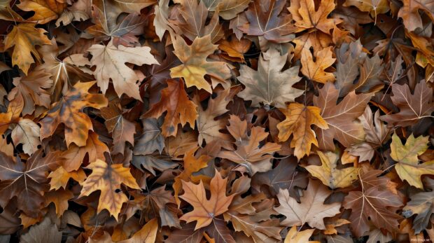 Cozy view of fall leaves on a forest floor, capturing the essence of autumn.