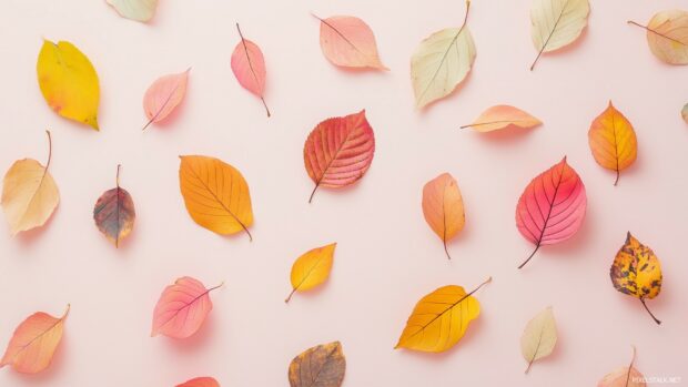 Cute Autumn wallpaper HD 1080p with soft pink autumn leaves scattered across a pale pink background.